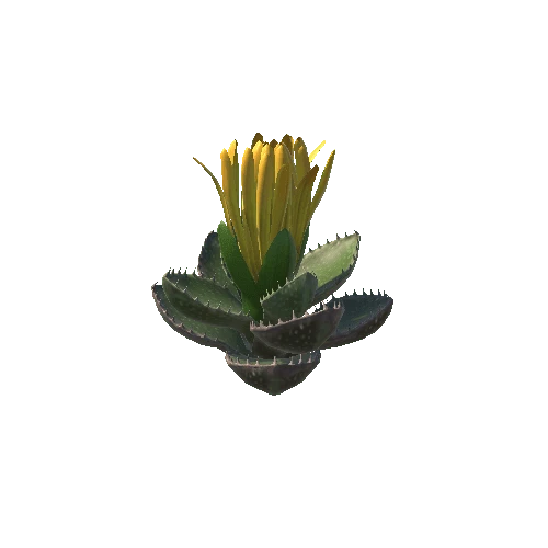 Flower_Faucaria tigrina1 4